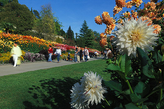 Mainau - Dahlienblüte