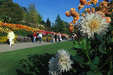 Mainau - Dahlienblüte