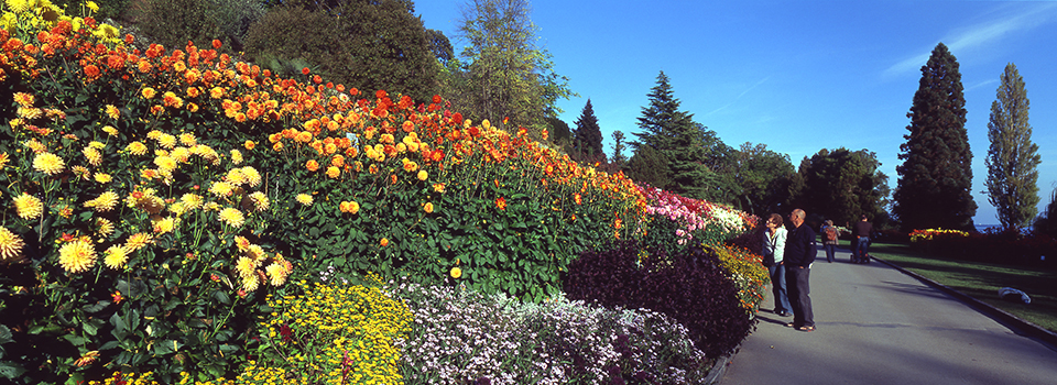 Mainau - Dahlienblüte 1