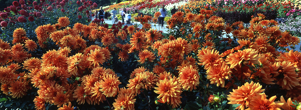 Mainau - Dahlienblüte 2