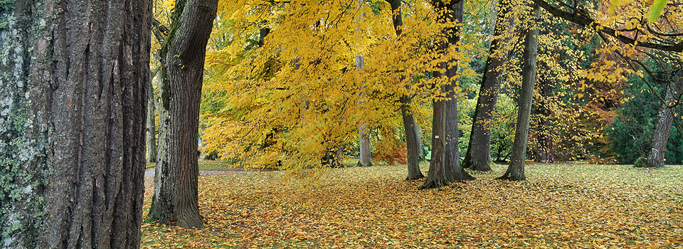 Mainau - Herbst