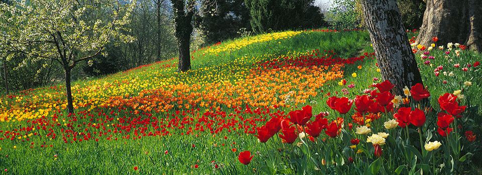 Mainau - Tulpenblüte 1