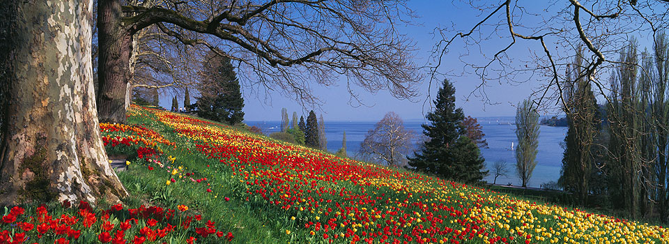 Mainau - Tulpenblüte 2