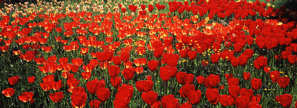Mainau - Tulpenblüte 3