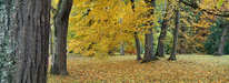 Mainau - Herbst