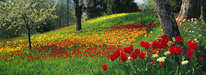 Mainau - Tulpenblüte 1