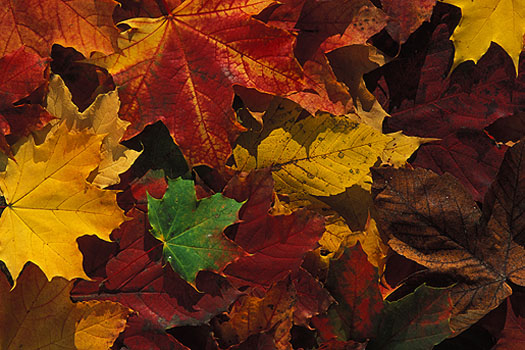 Oberreitnau - Herbstlaub