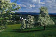 Oberreitnau - Frühlingsblüte