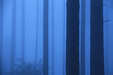 Pfänderrücken - Wald im Nebel 1
