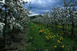 Wasserburg - Obstplantage an der Antoniuskapelle