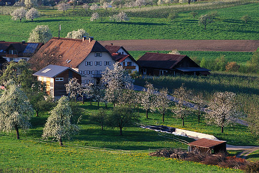 Unterreitnau - Bruggach im Frühling
