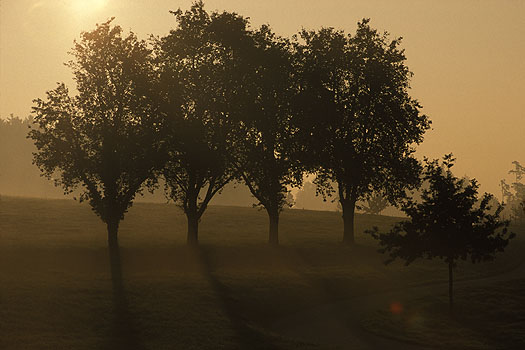 Unterreitnau - Hochstämme im Herbstnebel