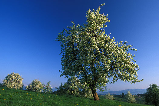 Unterreitnau - Hochstamm in Blüte