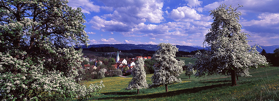 Oberreitnau - Frühling 1