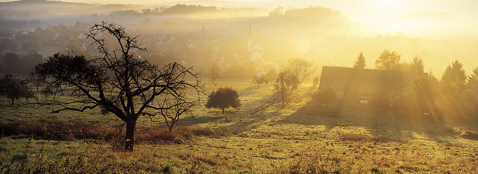 Oberreitnau - Herbstmorgen