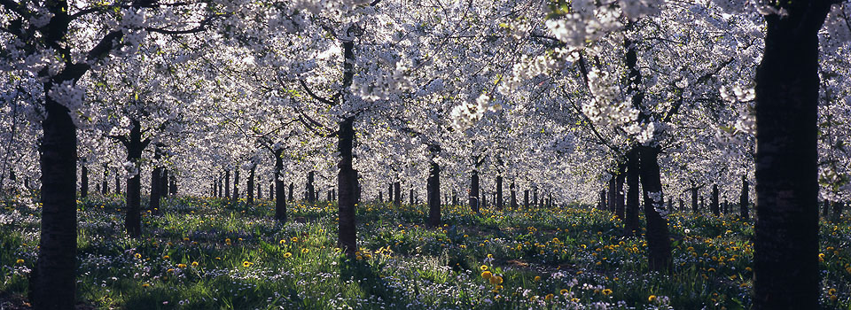 Oberreitnau - Kirschplantage in Blüte 1
