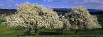 Oberreitnau - Frühling 2