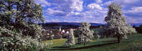 Oberreitnau - Frühling 1