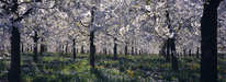 Oberreitnau - Kirschplantage in Blüte 1