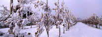 Taubenberg - Obstplantage im Winter
