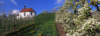 Wasserburg - Antoniuskapelle und Birnenblüte