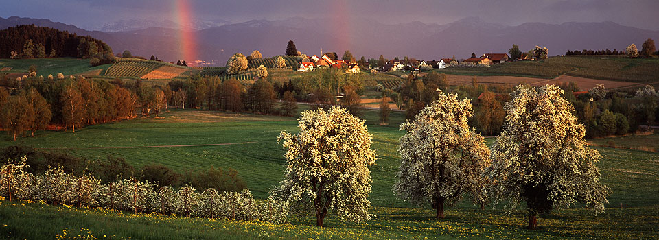 Unterreitnau - Blüte und Regenbogen